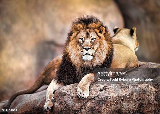 king of the jungle - lion feline stock-fotos und bilder