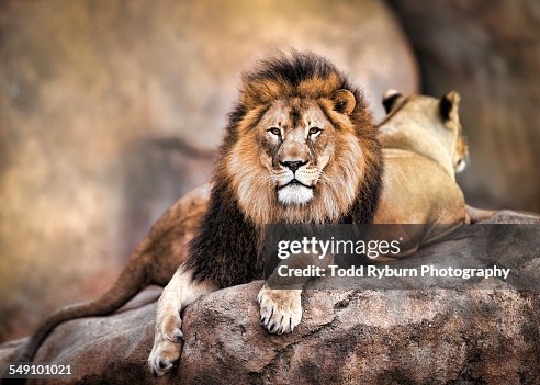 King of the Jungle King of the Jungle