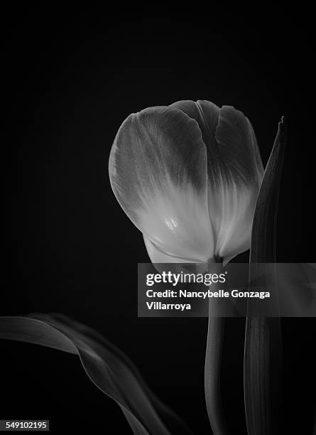 black and white tulip - lily flowered tulip stockfoto's en -beelden