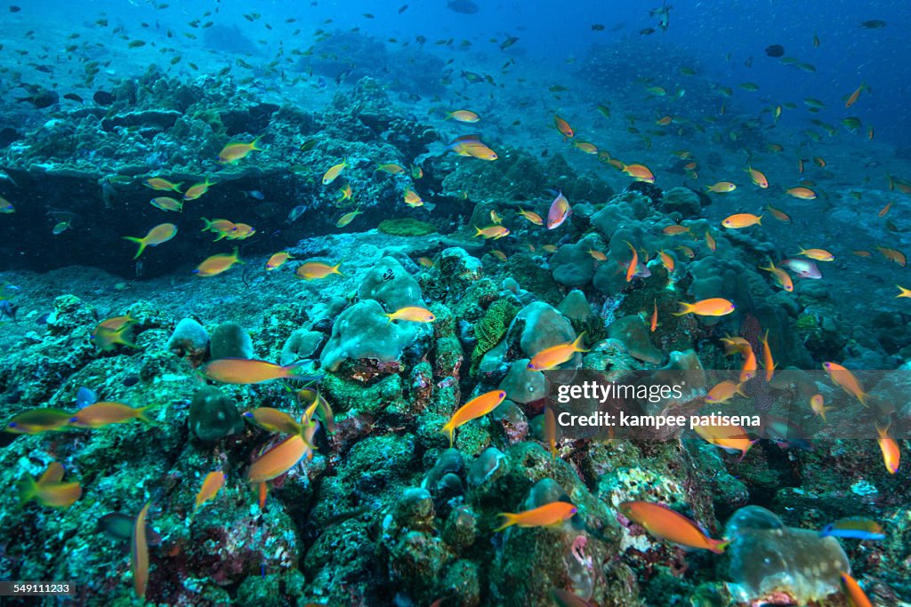 Coral reef at Similan Islands, Thailand