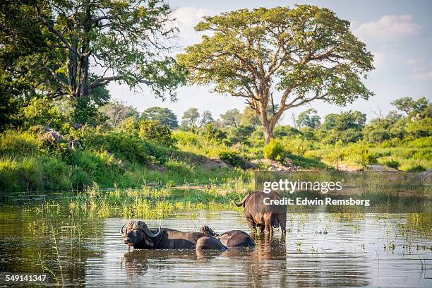 buffalo pool - parc national de krüger photos et images de collection