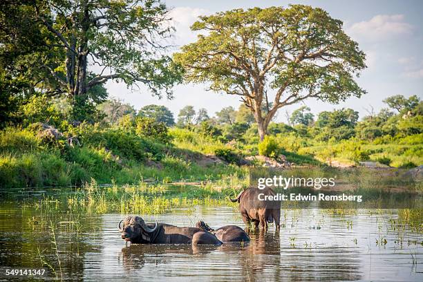 buffalo pool - kruger game reserve stock pictures, royalty-free photos & images