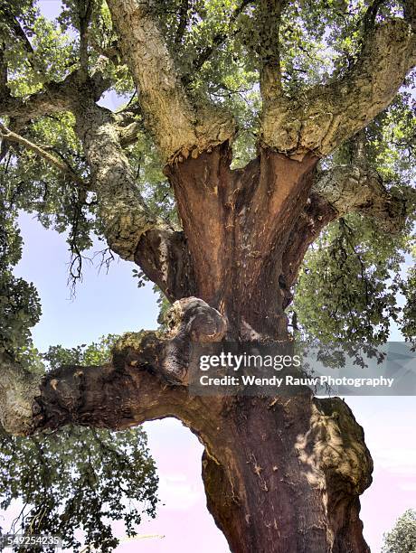 cork tree - cork tree stock-fotos und bilder