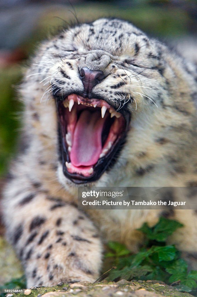 Snow leopard cub widely yawning