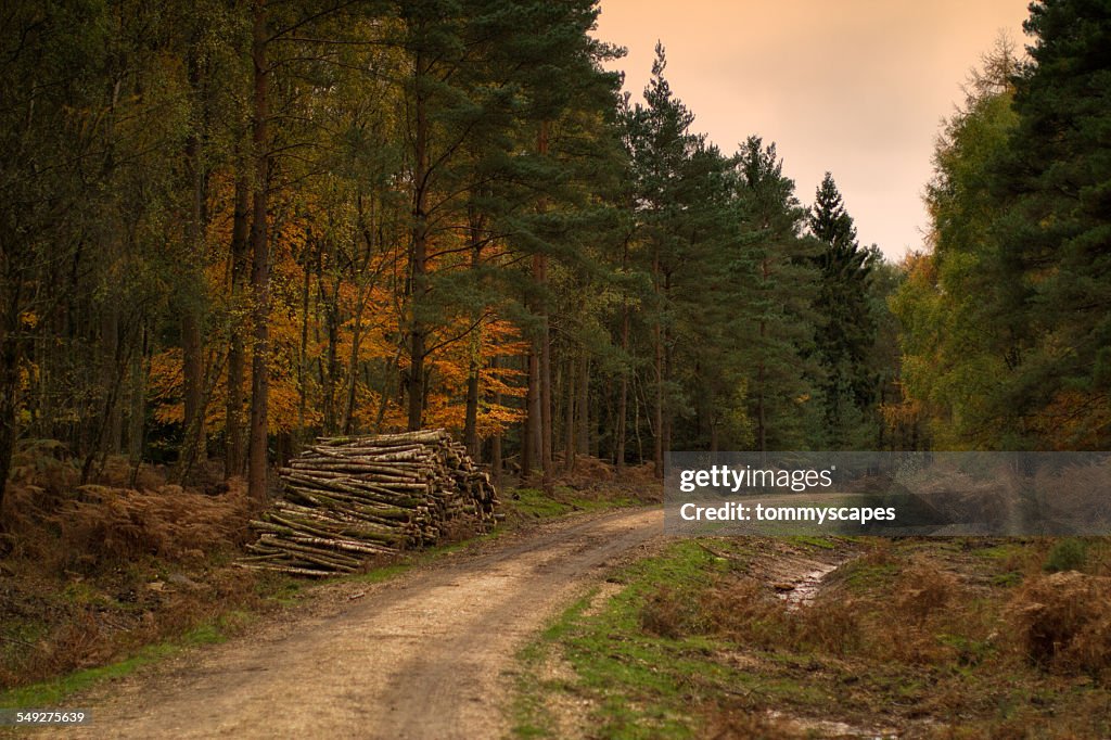 Forest autumn scene