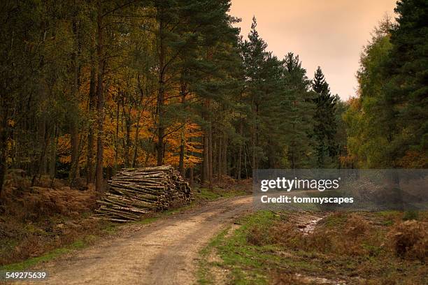 forest autumn scene - deciduous tree stock-fotos und bilder