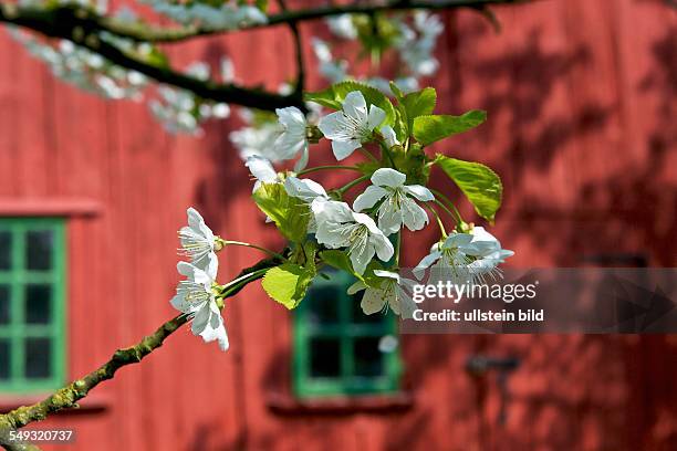 Kirschblüte im 'Alten Land'