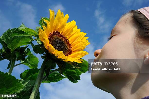 Sonnenblumen blühen auf einem Feld in Erfweiler-Ehlingen in der Gemeinde Mandelbachtal. Mädchen riecht an einer Sonnenblume