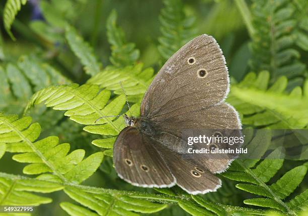 Der Braune Waldvogel ist ein Schmetterling aus der Familie der Edelfalter und wird auch als Schornsteinfeger bezeichnet.