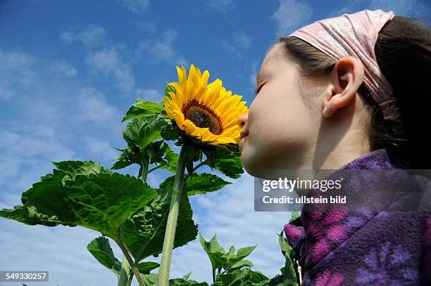 Sonnenblumen blühen auf einem Feld in Erfweiler-Ehlingen in der Gemeinde Mandelbachtal. Mädchen riecht an einer Sonnenblume