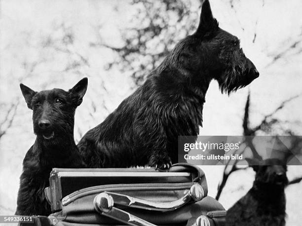 Three Scottish Terrier from the breed of the family Hinrichsen - 1931 - Photographer: Heinz von Perckhammer Vintage property of ullstein bild