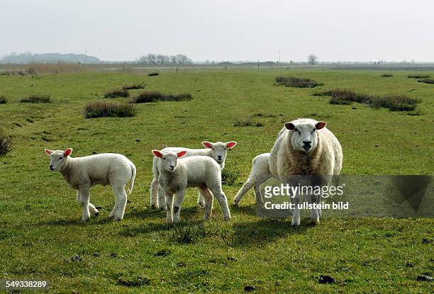 Schafe auf Insel Föhr