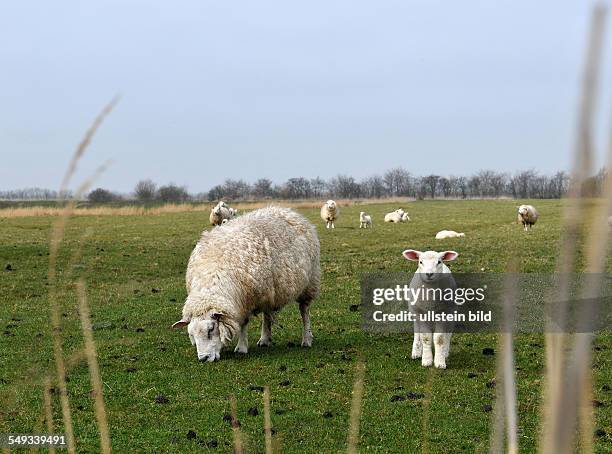 Schafe auf Insel Föhr