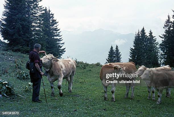 Um 1964, Bauer auf der Weide mit seinen Kuehen