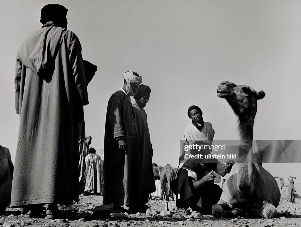 Morocco, Guelimine, Tuareg on camel market.