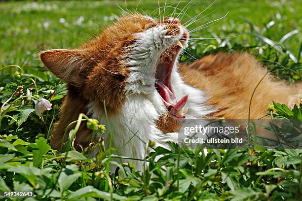 Ginger and white cat laying in green grass yawning