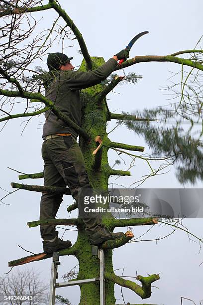 Germany landscape preservation, man standing on a ladder cutting down a diseased tree
