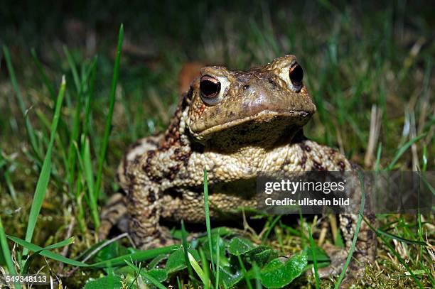 Common toad or European toad