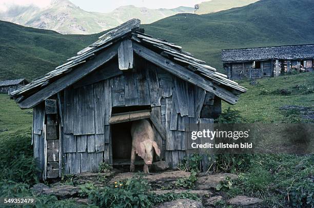 Um 1964, Schweinestall