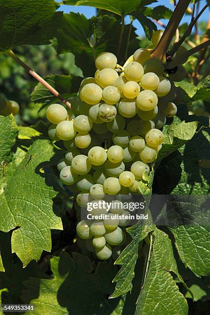 Heidelberg Rohrbach, wine-growing area, vine stock, grape, white grapes, white wine