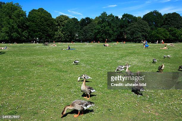 Kiel-Schreventeich, Schreven Park, former Hohenzollern Park, people sunbathing and geese on the meadow