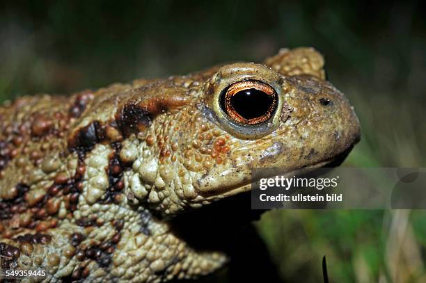 Common toad or European toad