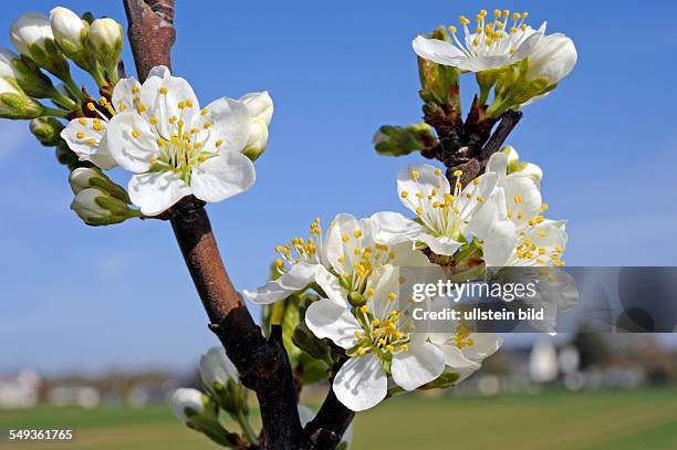 Flowering blackthorn / sloe