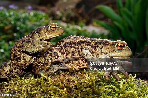 Amplexus Amplexus Photos and Premium High Res Pictures - Getty Images