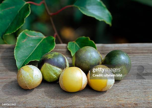 The tomatillo - also known as the husk tomato, or Mexican tomato.