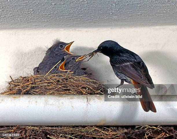 Bird-nest with black redstart chicks feeded by the femal bird.