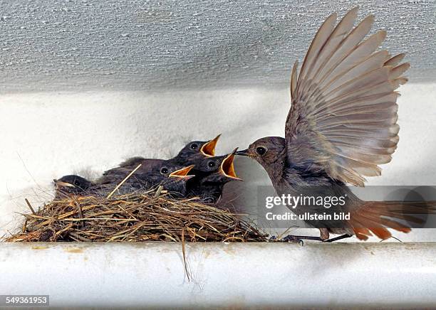 Bird-nest with black redstart chicks feeded by the femal bird.