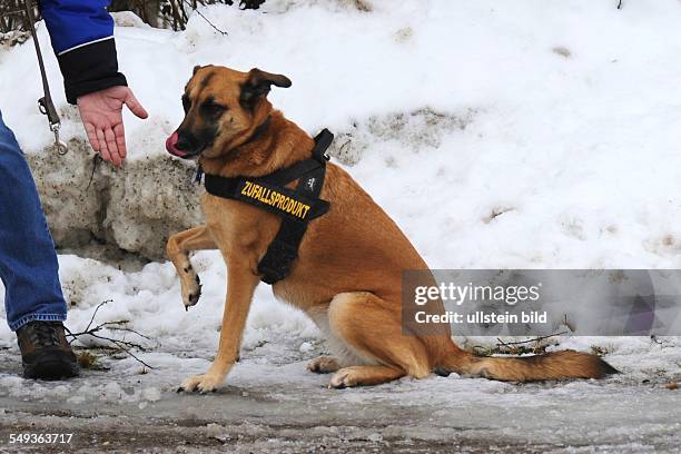 Hund gibt Pfötchen, auf der Hundeleine die Aufschrift Zufallsprodukt