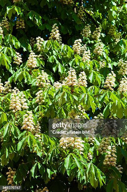 Die Blüten eines Kastanienbaumes im Frühling. Blühender Kastanienbaum