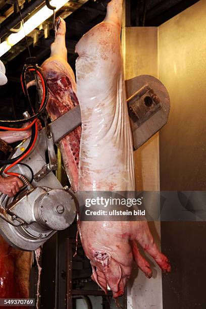 In einem Schlachthof hängen geschlachtete Schwein von der Decke herab.
