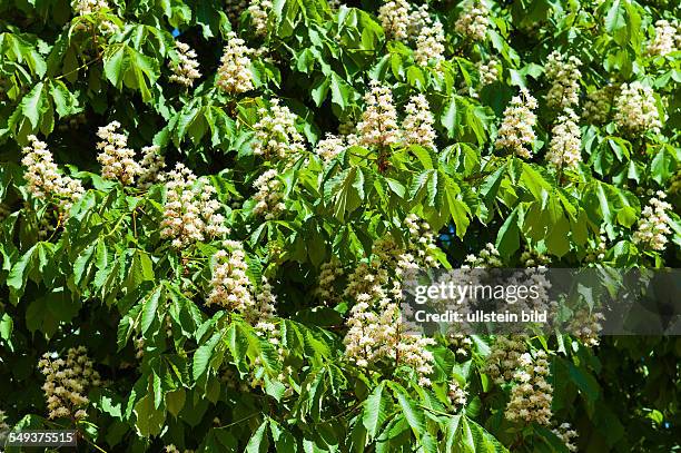 Die Blüten eines Kastanienbaumes im Frühling. Blühender Kastanienbaum