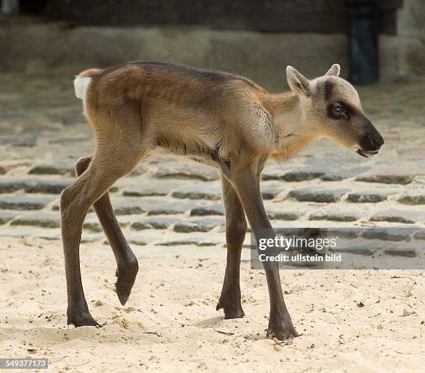 Nachwuchs bei den Europaeischen Rentieren im Zoo Berlin. Am 13.5.2012 wurde dieses Jungtier geboren.