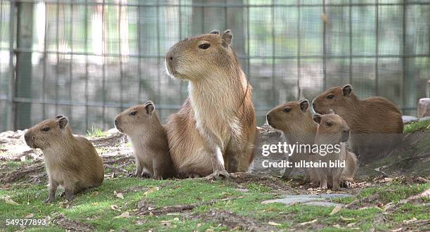 Erfreuliche Wasserschwein-Schwemme im Berliner Zoo -&nbsp;Nach vielen nachwuchsfreien Jahren hat die Wasserschweinzucht im Berliner Zoo nun wieder...