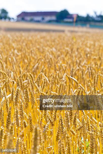 Ähren von Weizen auf einem Getreidefeld eines Bauern im Sommer.