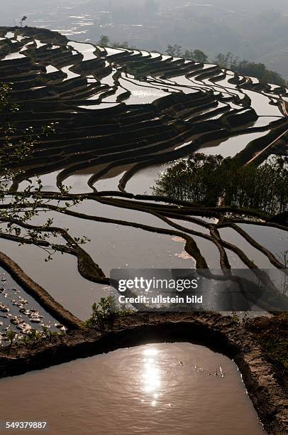 Die Reisterrassen von Yuanyang