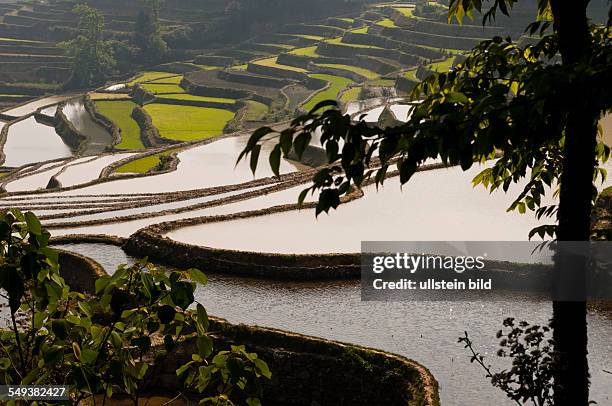 Die Reisterrassen von Yuanyang