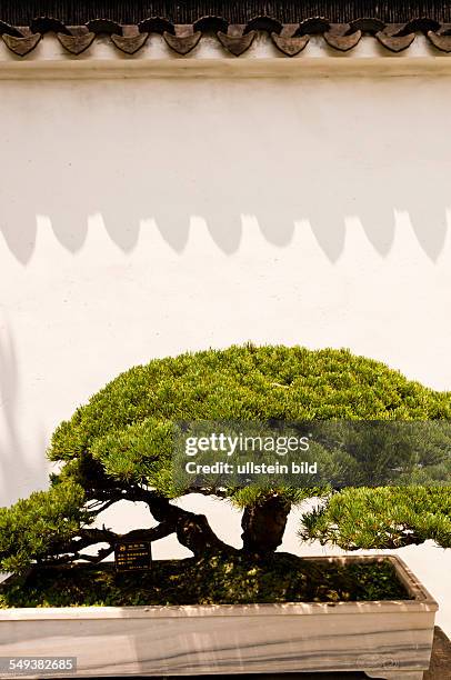 Garten des Bescheidenen Beamten; Bonsai