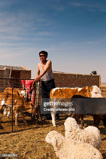 Grasland bei Xilinhot, mongolischer Bauernhof mit Kuehen und Schafen