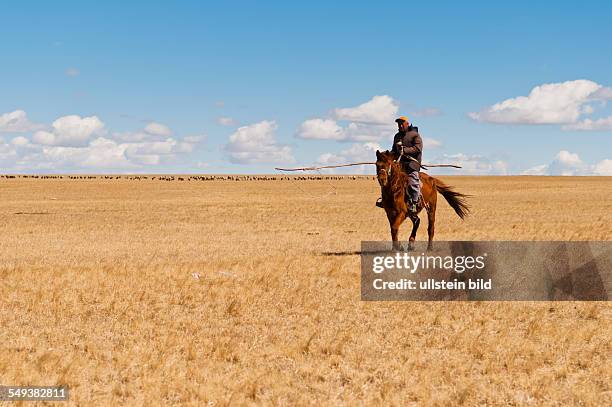 Die Grassteppe Hulun Buir, ein Schafhirte gallopiert auf einem Pferd