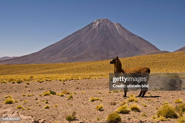 Lama am Fusse des Vulkans Licancabur 5916m bei San Pedro de Atacama direkt an der Grenze zu Bolivien