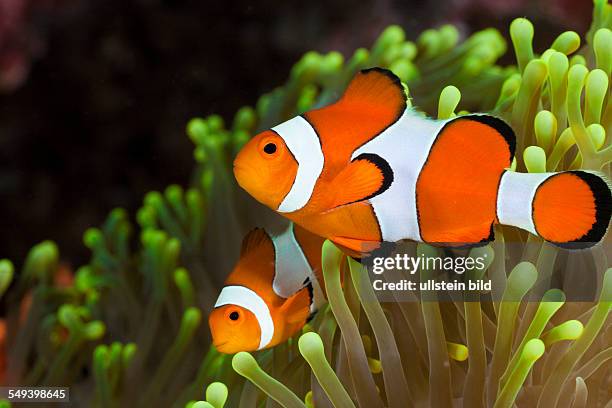 Clown Anemonefish, Amphiprion percula, Alam Batu, Bali, Indonesia