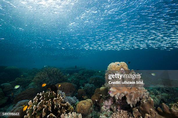 Shoal of Silversides over Coral Reef, Atherinidae, Raja Ampat, West Papua, Indonesia