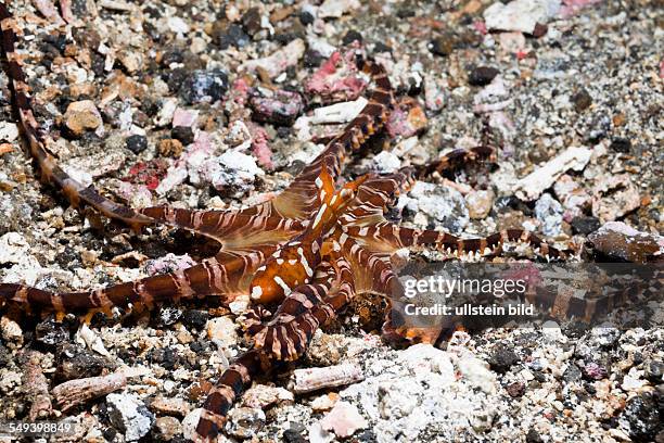 Wonderpus Octopus, Wunderpus photogenicus, Lembeh Strait, North Sulawesi, Indonesia