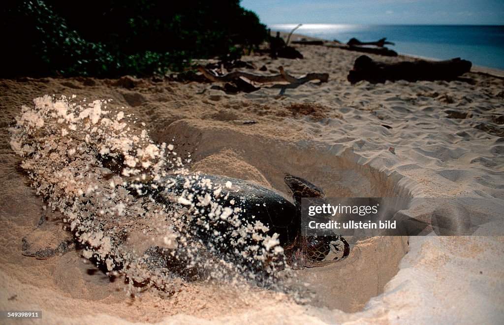Green sea turtle, green turtle digs a hole on the beach, Chelonia mydas, Malaysia, Pazifik, Pacific ocean, Borneo, Sipadan
