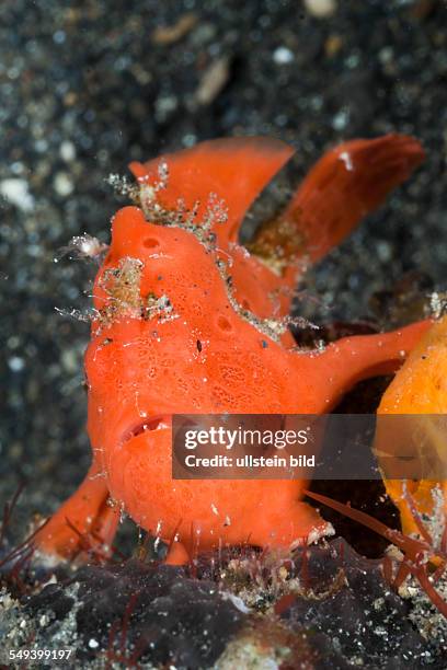 Painted Frogfish, Antennarius pictus, Lembeh Strait, North Sulawesi, Indonesia