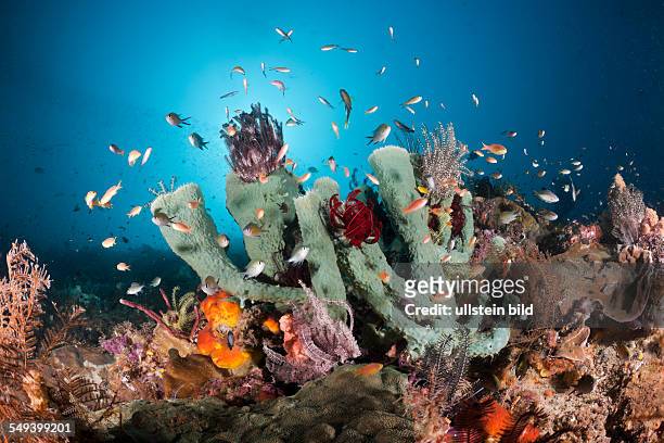 Reef with Colorful Coral Fishes, Raja Ampat, West Papua, Indonesia
